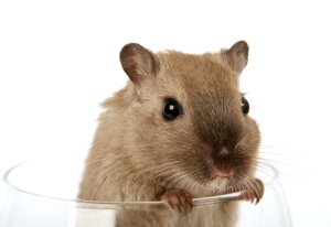 Concept photo of a pet rodent in a wine glass