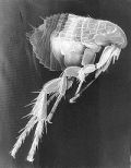 200px-Scanning_Electron_Micrograph_of_a_Flea