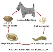 Ciclul biologic purici